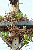 Monk Parakeetborder=